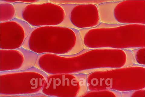 L_17214b Cellules epidermiques oignon rouge x100 (1)