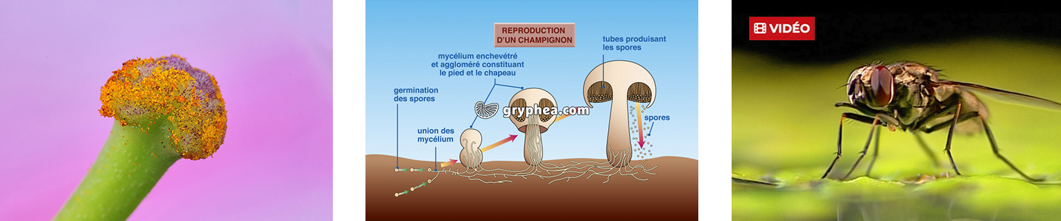 Photo - Infographie - Vidéo