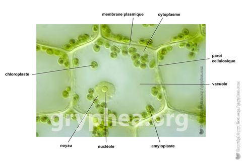 WN_30211f Cellule chlorophyllienne (légendée) (1)