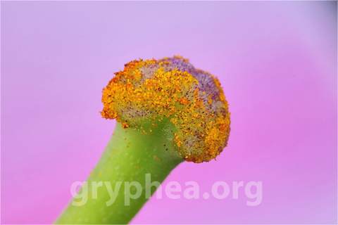 XN_12537r Stigmate Lys avec pollen (1)