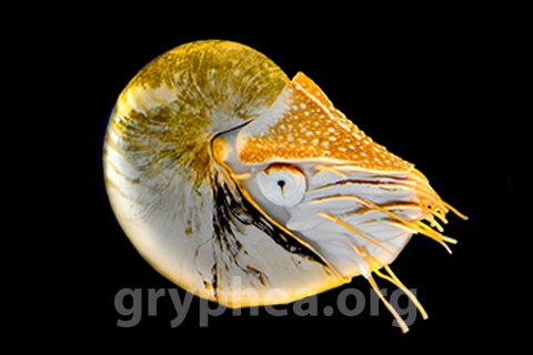 ZN_08124b Nautile