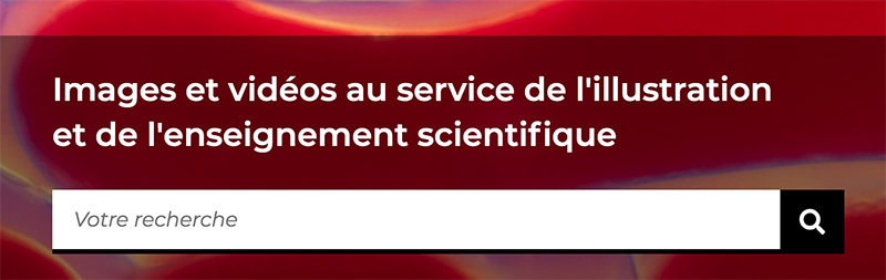 moteur de recherche1