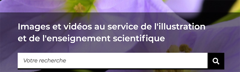 moteur de recherche2