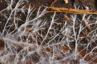 Fungi - Appareil végétatif des mycètes