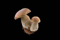 Mycologie