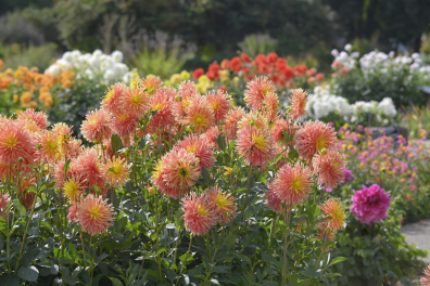 Reproduction des plantes à fleurs
