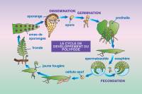 INFOGRAPHIES DE BIOLOGIE
