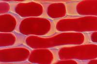 Divers histologie - végétaux et fungi