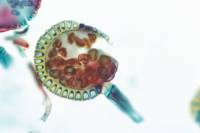 Microscopie