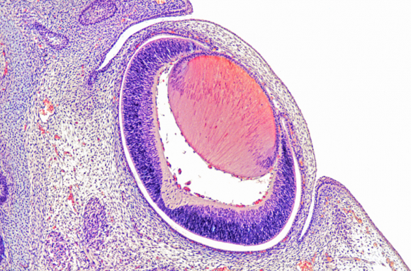 Histologie des organes par système - 1