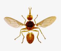 Insectes et pièces buccales