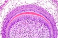 Histologie animale