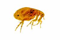 Arthropodes