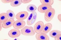 Pathologies / Parasitologie