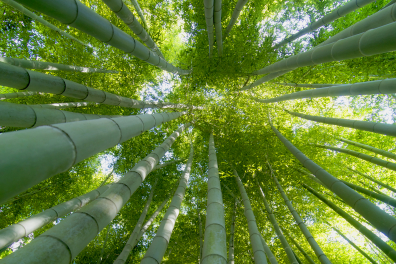 Photosynthèse, croissance et développement