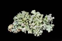 Lichens 