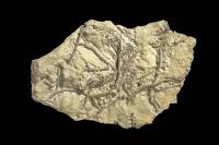 Bryozoaires fossiles 