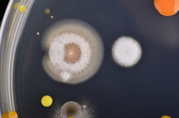 Microbiologie